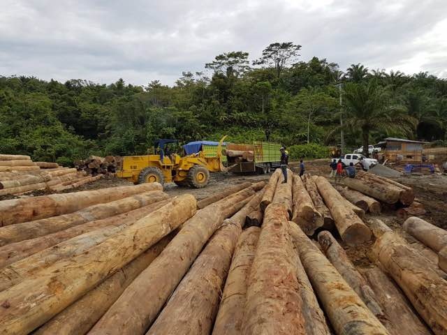 Logging in the forest