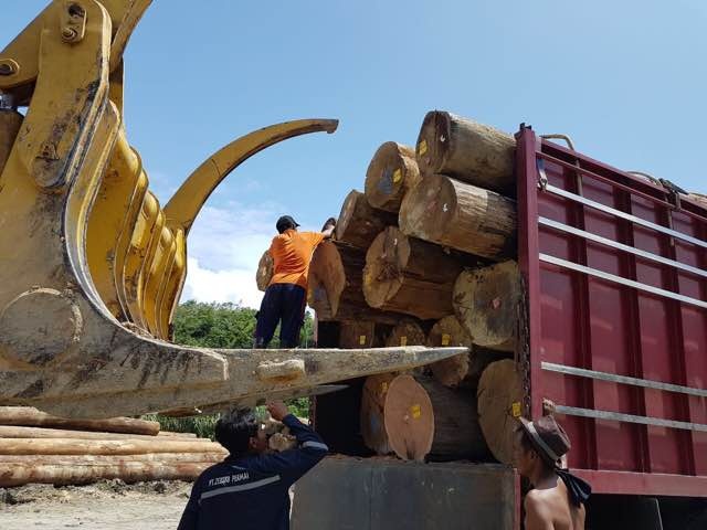 Cutting and sorting logs