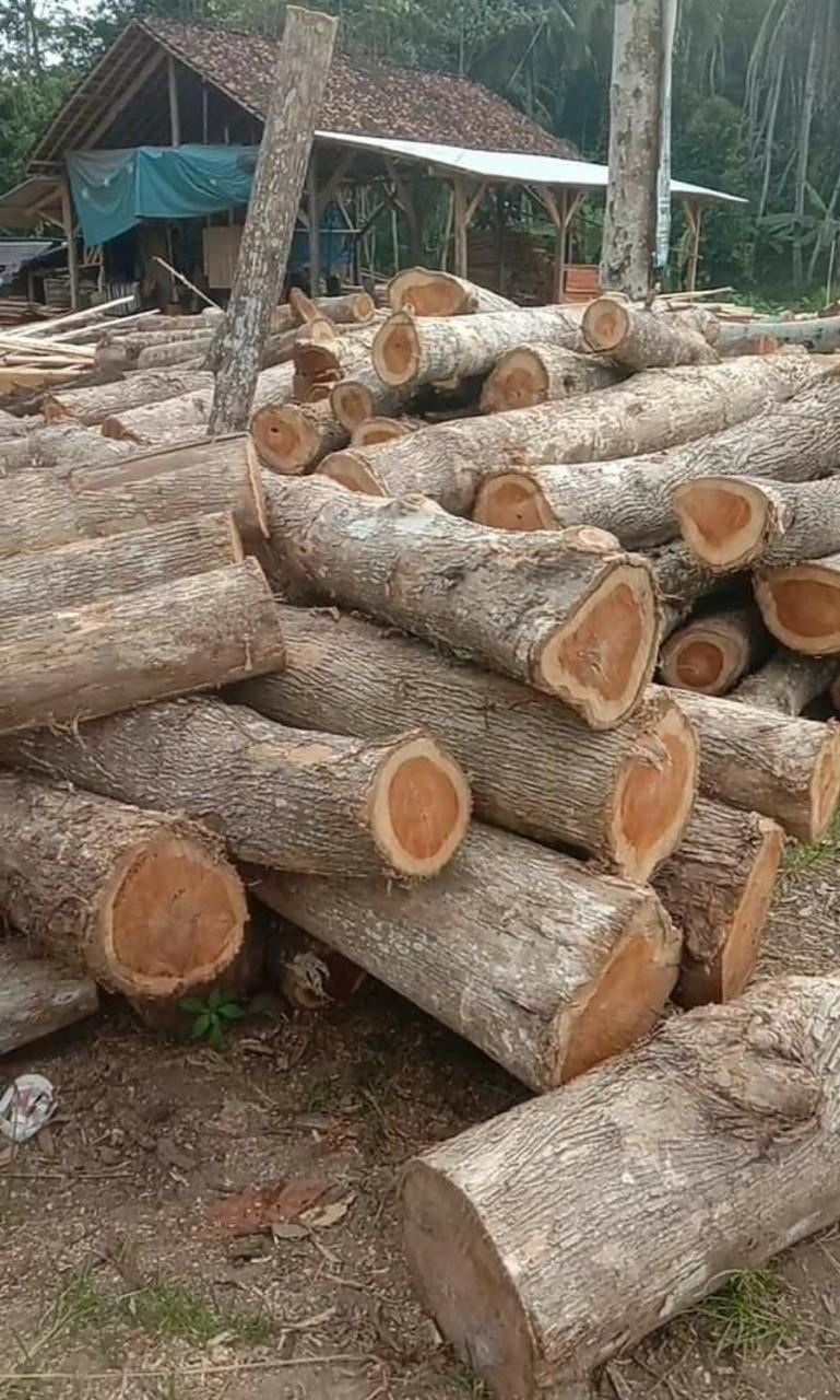 Freshly cut teak logs at the Tridaya Anugerah Khatulistiwa yard